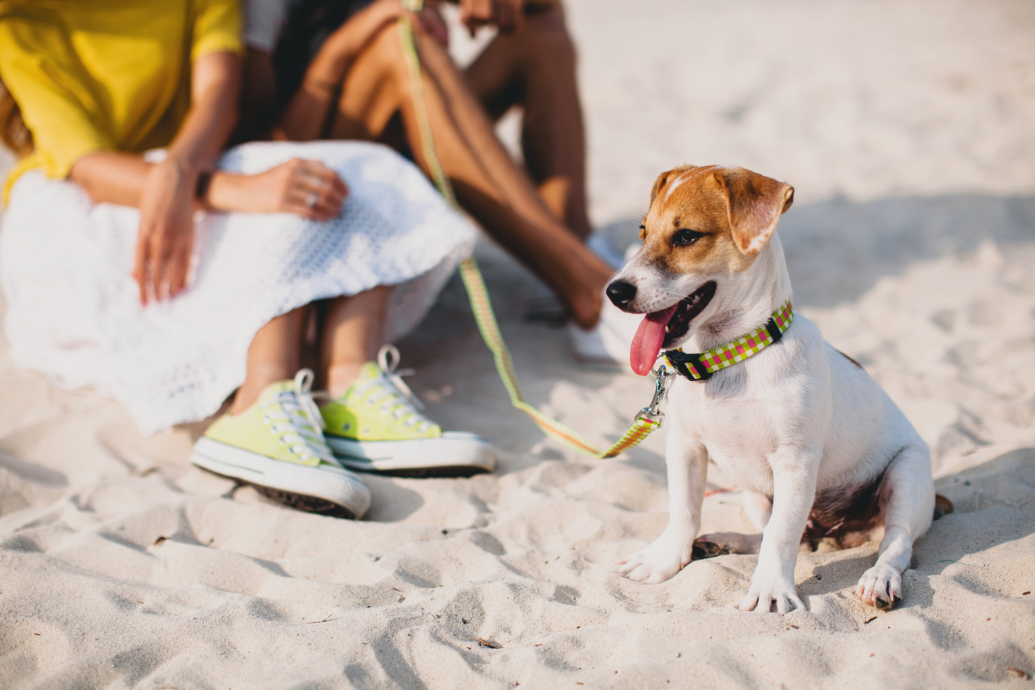 Procurando hotéis Pet Friendly em Florianópolis? Conheça a nova parceria do Palace Hotel! 